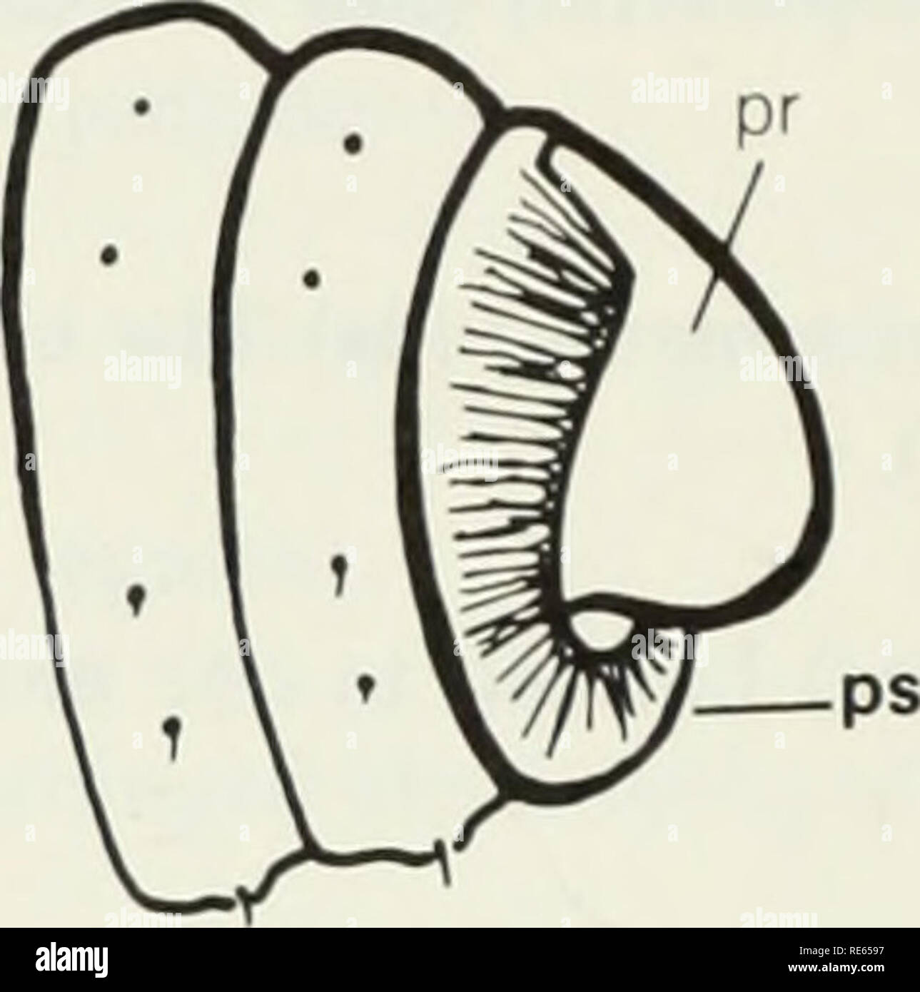 Die Regenwurmer Lumbricidae Und Sparganophilidae Von Ontario Lumbricidae Worms Papille Papille Ft F Eine Hervorstehende Dermaler Struktur Parietes Fr Parietes M Wande Oder Seiten Von Strukturen Parthenogenese Parthenogenese Fr F
