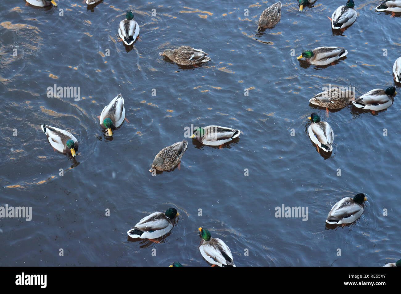 Herde wild mallard Winter in kaltem Wasser, oben Stockfoto