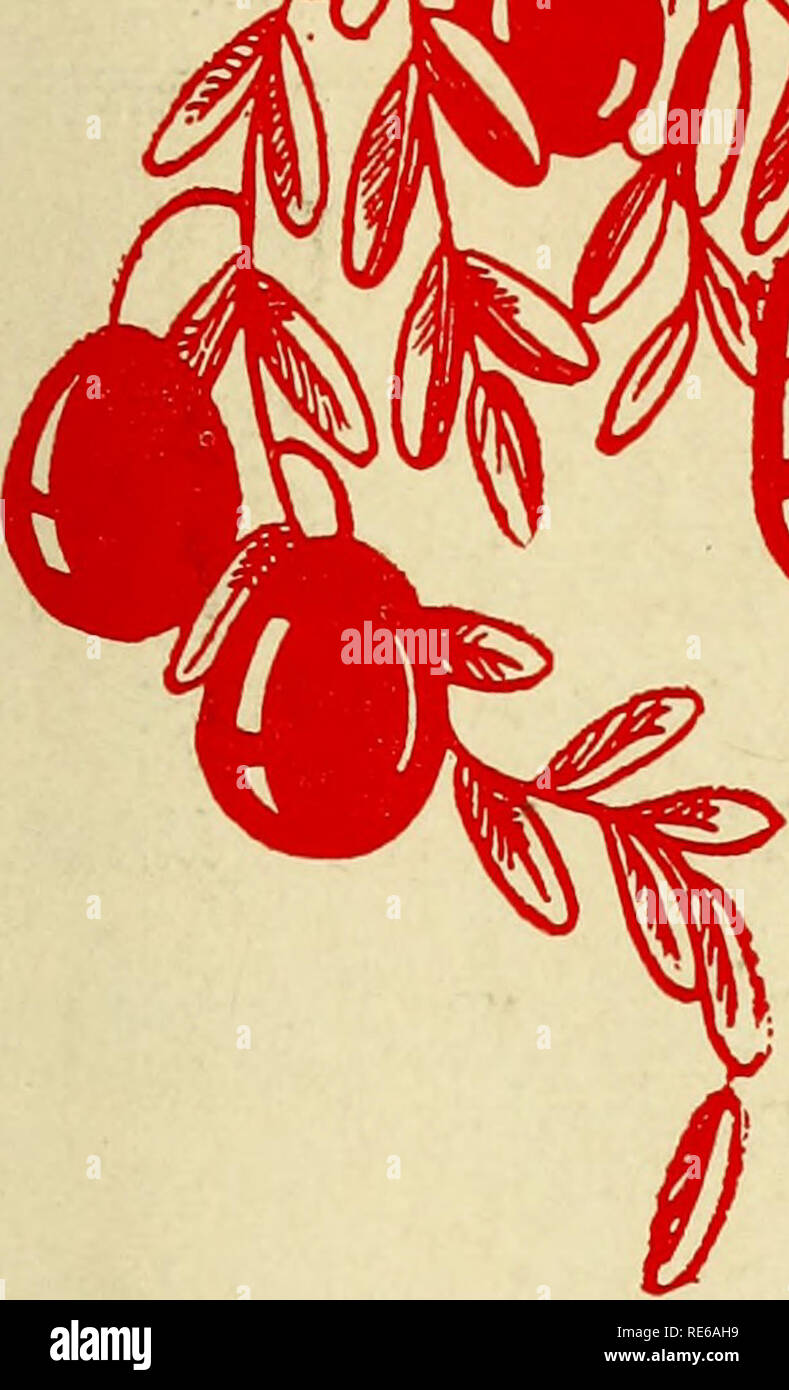 . Preiselbeeren;: die nationalen cranberry Magazin. Preiselbeeren. Â ¢^W^^^ â tVOHAL CRANBERRYM 4 ff 4 ZWÂ £'^. iPE COD EW JERSEY lYISCONSiN OREGON WASHINGTON KANADA^r^^^-^'MCTOR ELWOOD LE'eman, erster Präsident neue ^^^^^^^^ Igjj 55' g^ Jj' '^{'ES PI 35 Cents APRIL 1961. Bitte beachten Sie, dass diese Bilder sind von der gescannten Seite Bilder, die digital für die Lesbarkeit verbessert haben mögen - Färbung und Aussehen dieser Abbildungen können nicht perfekt dem Original ähneln. extrahiert. Portland, CT [etc. ]: Taylor Pub. Co [etc. ] Stockfoto