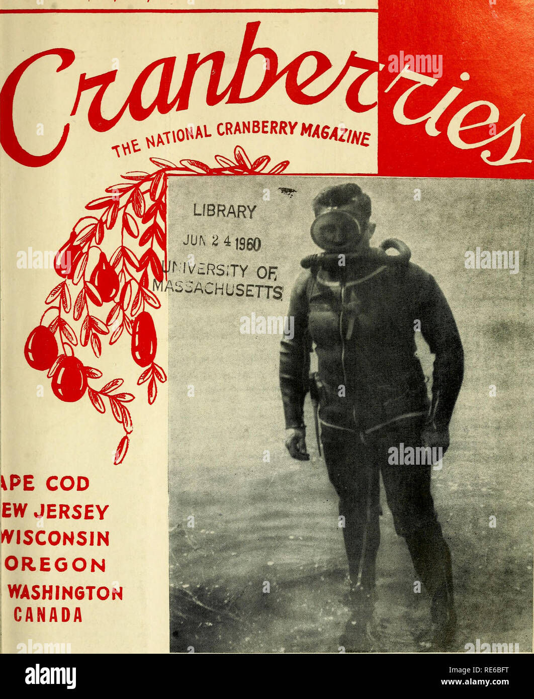 . Preiselbeeren;: die nationalen cranberry Magazin. Preiselbeeren. VING ein $ 20.000.000 PRO JAHR INDUSTRIE m. KPE COD EW JERSEY WISCONSIN OREGON WASHINGTON KANADA 35 Cent CRANBERRY ANBAUER C. PAUL TUCY in Sporttaucher Outfit. Juni 1960. Bitte beachten Sie, dass diese Bilder sind von der gescannten Seite Bilder, die digital für die Lesbarkeit verbessert haben mögen - Färbung und Aussehen dieser Abbildungen können nicht perfekt dem Original ähneln. extrahiert. Portland, CT [etc. ]: Taylor Pub. Co [etc. ] Stockfoto