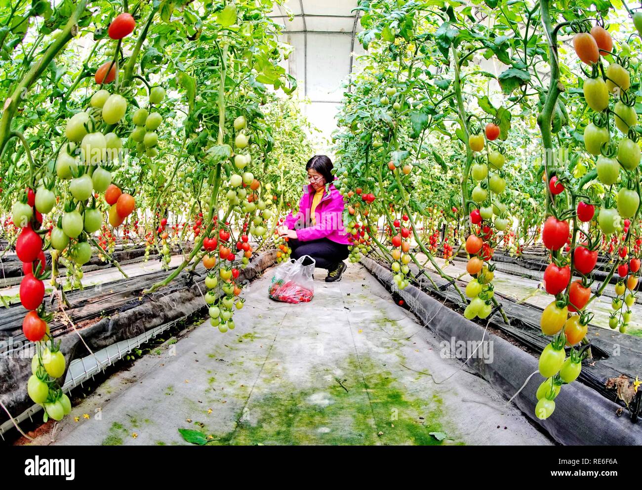 Shijiazhuang, Provinz Hebei Provinz Chinas. Jan, 2019 20. Eine Frau nimmt Cherry Tomaten in einem Gewächshaus in Luanzhou Dongangezhuang Gemeinde der Stadt, im Norden der chinesischen Provinz Hebei, Jan. 20, 2019. In den letzten Jahren, Luanzhou hat zu ermutigen Landwirte Obst und Gemüse in Gewächshäusern, um die Einkommen der Landwirte zu erhöhen und den ländlichen Tourismus Entwicklung wachsen begangen worden. Credit: Yang Shiyao/Xinhua/Alamy leben Nachrichten Stockfoto