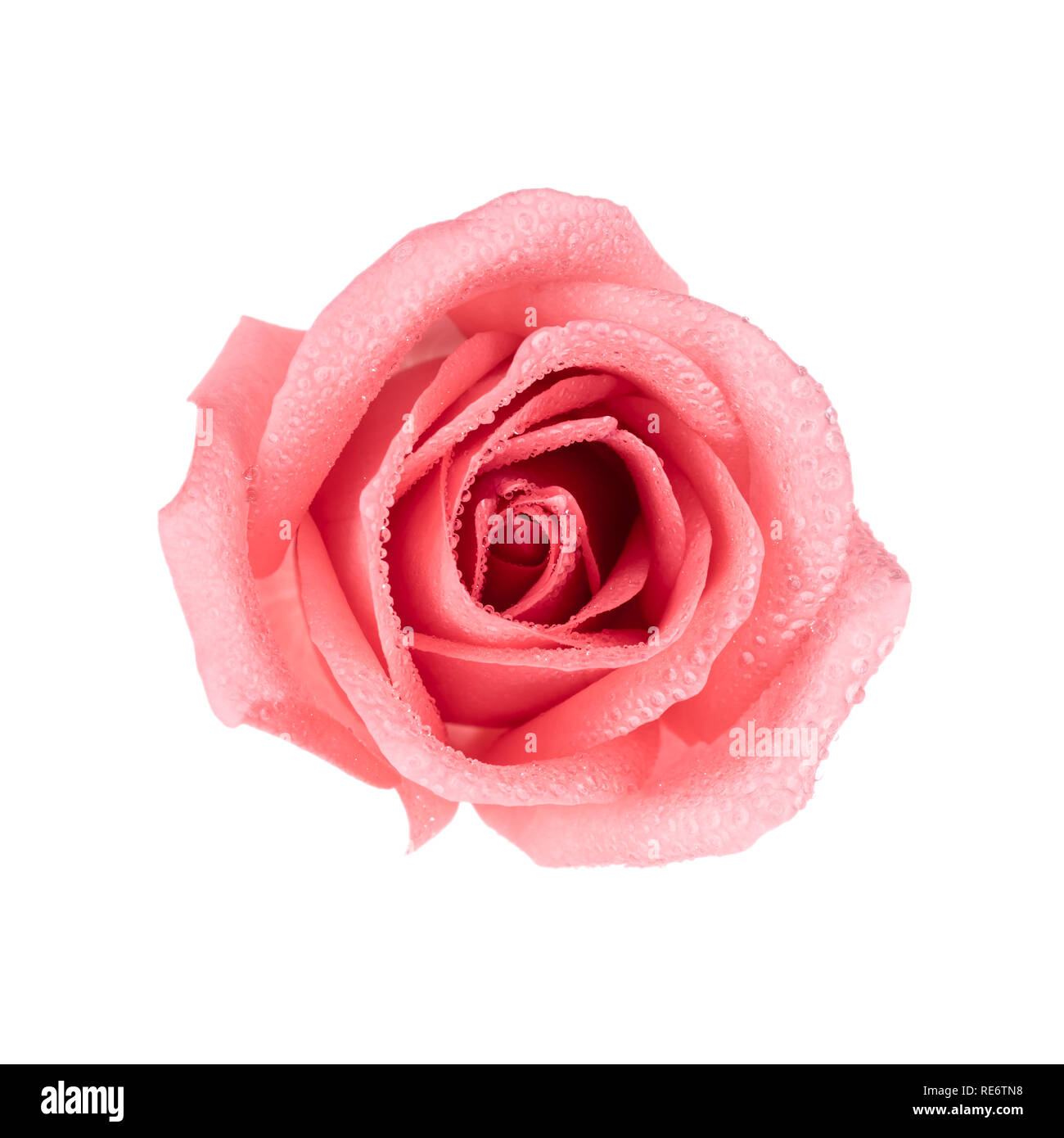 Ansicht von oben Bild der schönen rosa Rose Blume mit Wassertropfen auf weißem Hintergrund isolieren. Valentinstag, Liebe und Hochzeit Konzept. Stockfoto