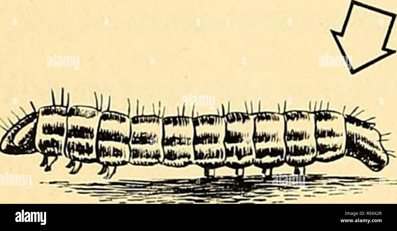 . Preiselbeeren;: die nationalen cranberry Magazin. Cranberry mit Dias zeigen die wachsende Früchte in ihren natürlichen Farben dargestellt. Diese Bilder wurden in New Jersey, Virginia und Wash-ington. Dr. Clarke diskutiert auch einige der Krankheiten, die diese Früchte angreifen. Die lehrreiche Rede wurde durch eine Frage- und Antwortrunde gefolgt. An dem Treffen teilnahmen, wurden folgende Mitglieder und Gäste: Herr und Frau B.B. Saunders, Herr und Frau Charlie Nelson, Herr und Frau Joe Eowe und Sohn, Herr und Frau Leonard Morris und daugh - ter Patricia; Herr und Frau W. Mor-Tonne; Wilbur Meriwether; Mr. Stockfoto