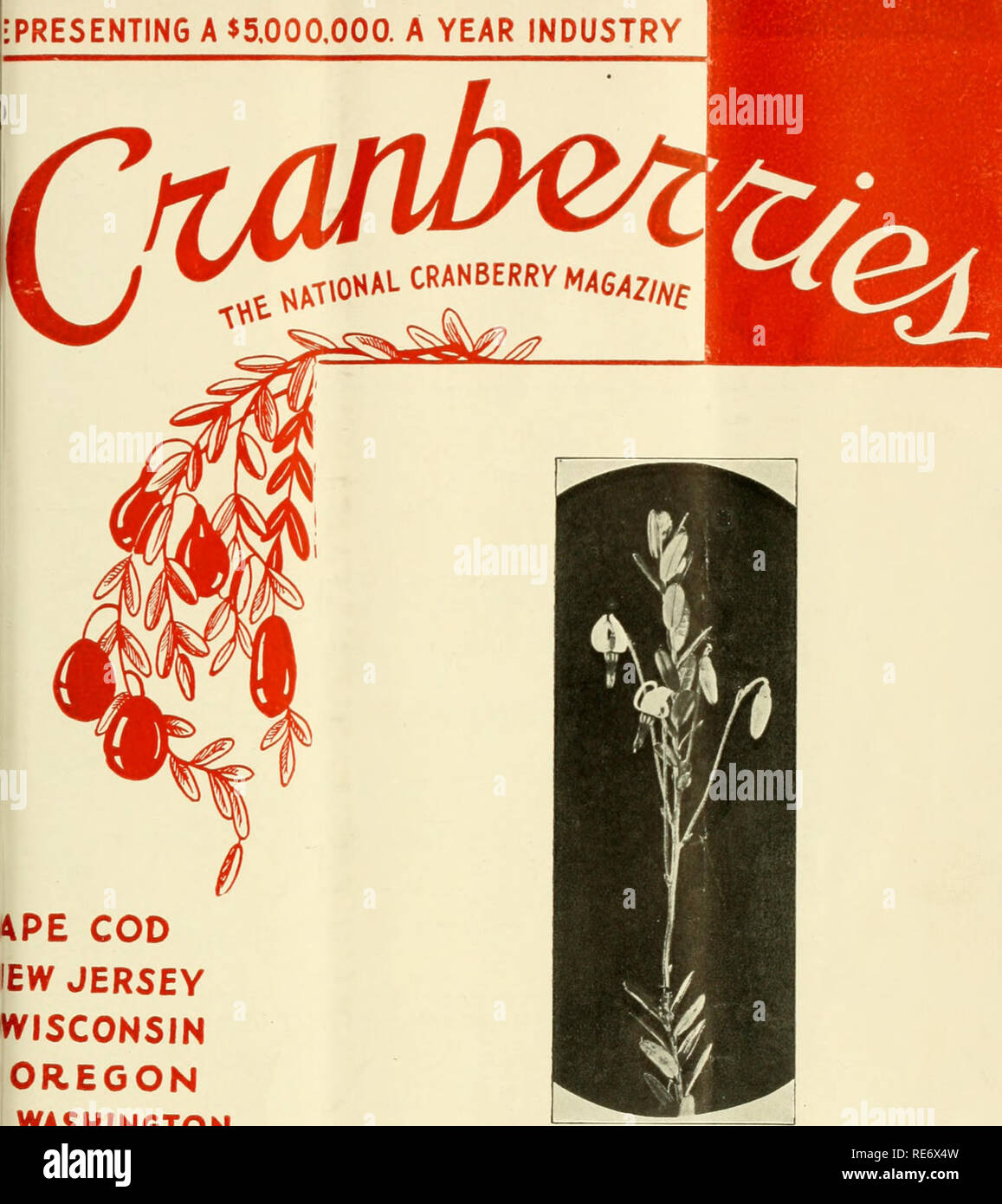 . Preiselbeeren;: die nationalen cranberry Magazin. Preiselbeeren. • Vorlage eines 5.000.000 $. Ein Jahr der Industrie. I4PE COD EW JERSEY WISCONSIN OREGON WASHINGTON Cranberry Knospen und Blüten 20 Cent. Bitte beachten Sie, dass diese Bilder sind von der gescannten Seite Bilder, die digital für die Lesbarkeit verbessert haben mögen - Färbung und Aussehen dieser Abbildungen können nicht perfekt dem Original ähneln. extrahiert. Portland, CT [etc. ]: Taylor Pub. Co [etc. ] Stockfoto