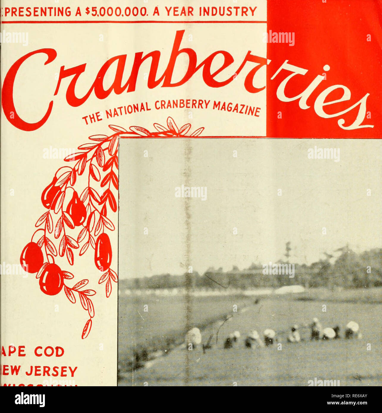 . Preiselbeeren;: die nationalen cranberry Magazin. Preiselbeeren. Präsentation einer 5.000.000 $. Ein Jahr INDUSTRIE. iPE COD EW JERSEY WISCONSIN OREGON WASHINGTON JÄT- AUF CAPE COD 08/15 Juli 1940 20 Cent. Bitte beachten Sie, dass diese Bilder sind von der gescannten Seite Bilder, die digital für die Lesbarkeit verbessert haben mögen - Färbung und Aussehen dieser Abbildungen können nicht perfekt dem Original ähneln. extrahiert. Portland, CT [etc. ]: Taylor Pub. Co [etc. ] Stockfoto