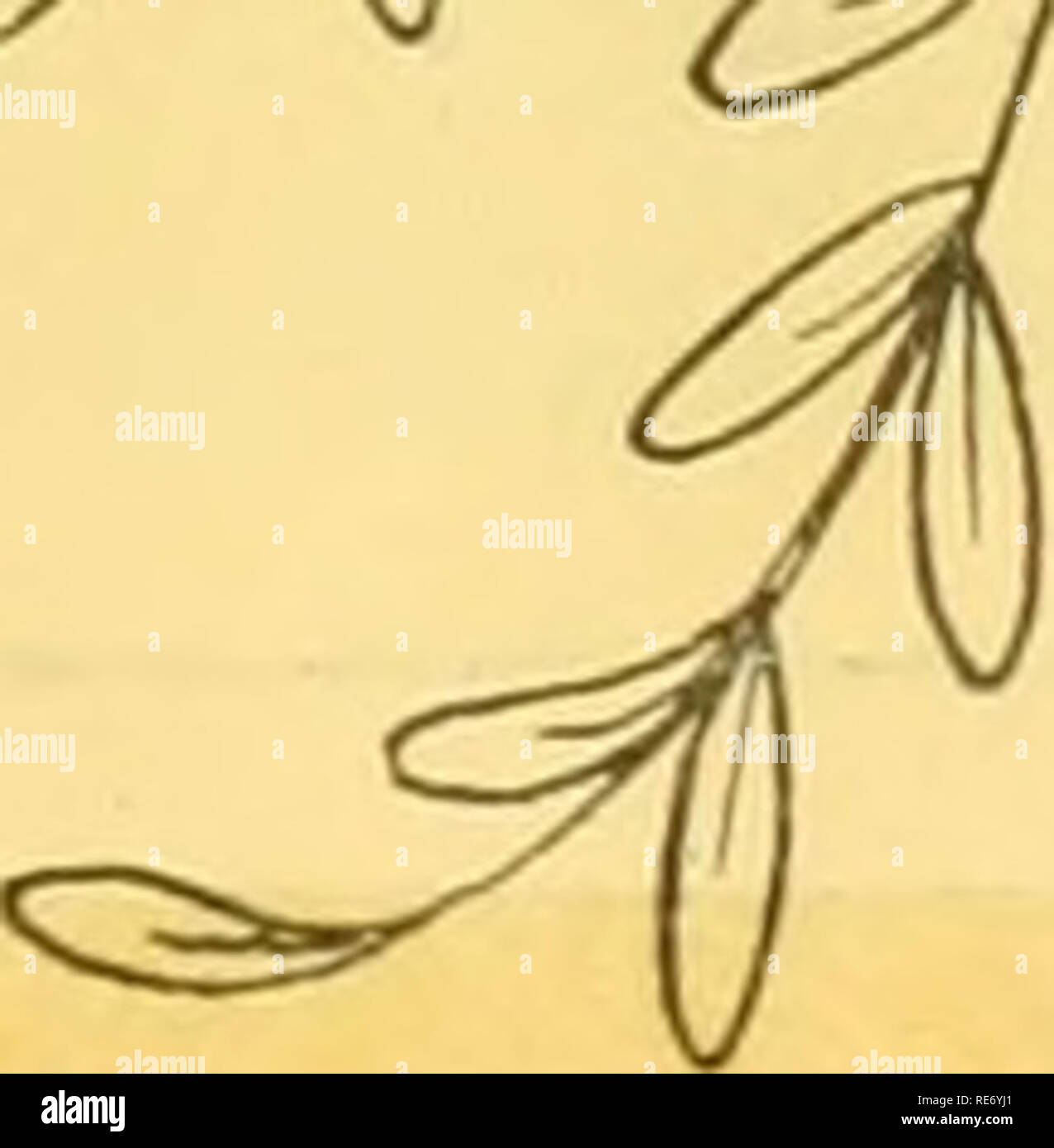 . Preiselbeeren;: die nationalen cranberry Magazin. Preiselbeeren. Ich?E COD EW JERSEY WISCONSIN OREGON WASHINGTON 19 3 8 20 C. Bitte beachten Sie, dass diese Bilder sind von der gescannten Seite Bilder, die digital für die Lesbarkeit verbessert haben mögen - Färbung und Aussehen dieser Abbildungen können nicht perfekt dem Original ähneln. extrahiert. Portland, CT [etc. ]: Taylor Pub. Co [etc. ] Stockfoto