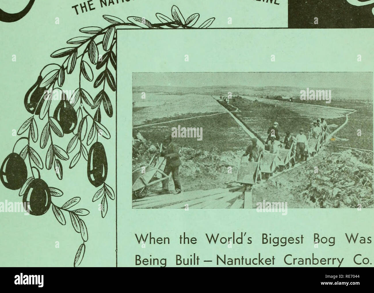 . Preiselbeeren;: die nationalen cranberry Magazin. Preiselbeeren. ^ onal Cranberry m^z/a^ La.. APE COD * EW JERSEY WISCONSIN OREGON WASHINGTON, wenn der weltweit größte Moor Gebaut - Nantucket Cranberry Co JUNI 19 3 7 20 C. Bitte beachten Sie, dass diese Bilder sind von der gescannten Seite Bilder, die digital für die Lesbarkeit verbessert haben mögen - Färbung und Aussehen dieser Abbildungen können nicht perfekt dem Original ähneln. extrahiert. Portland, CT [etc. ]: Taylor Pub. Co [etc. ] Stockfoto