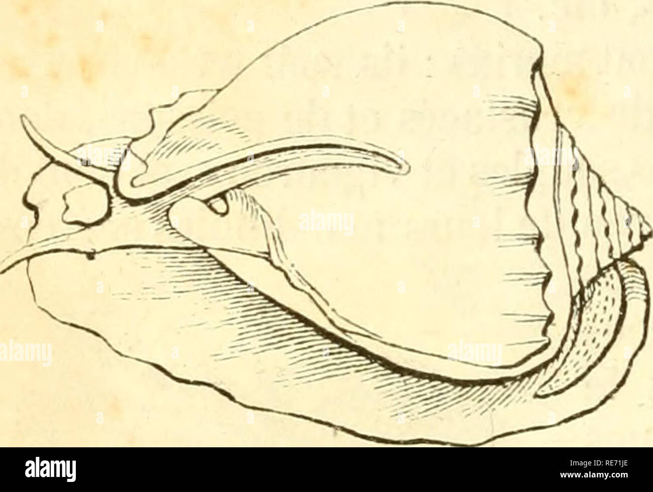 . Cours Ã©lÃ©mentaire d'histoire naturelle: a l'usage des collÃ©ges et des Maisons d'Education: rÃ©digÃ © conformÃ©ment au Programme de l'Università © du 14 Juin 1840. Zoologie. o40/OOLOGIL. CLASSE DES GASTÃROPODES.. Fi (j. 434. Casque. ^ 612. Les gastÃ © ropodes sind mollusques qui sind pourvus d'une tÃ¨te et qui se meuvent Ã Laide d'un disque charnu ou pied placÃ©sous le ventre [Abb. 434), ou d'une nageoire formÃ©e par la mÃªme nebenklägerin du corps [fÃ® g. 438). , Est extrÃªmement nombreuse Cette classe, qui a pour Typ le colimaÃ § auf, et se Compose principalement d'animaux logÃ © s une dans c Stockfoto