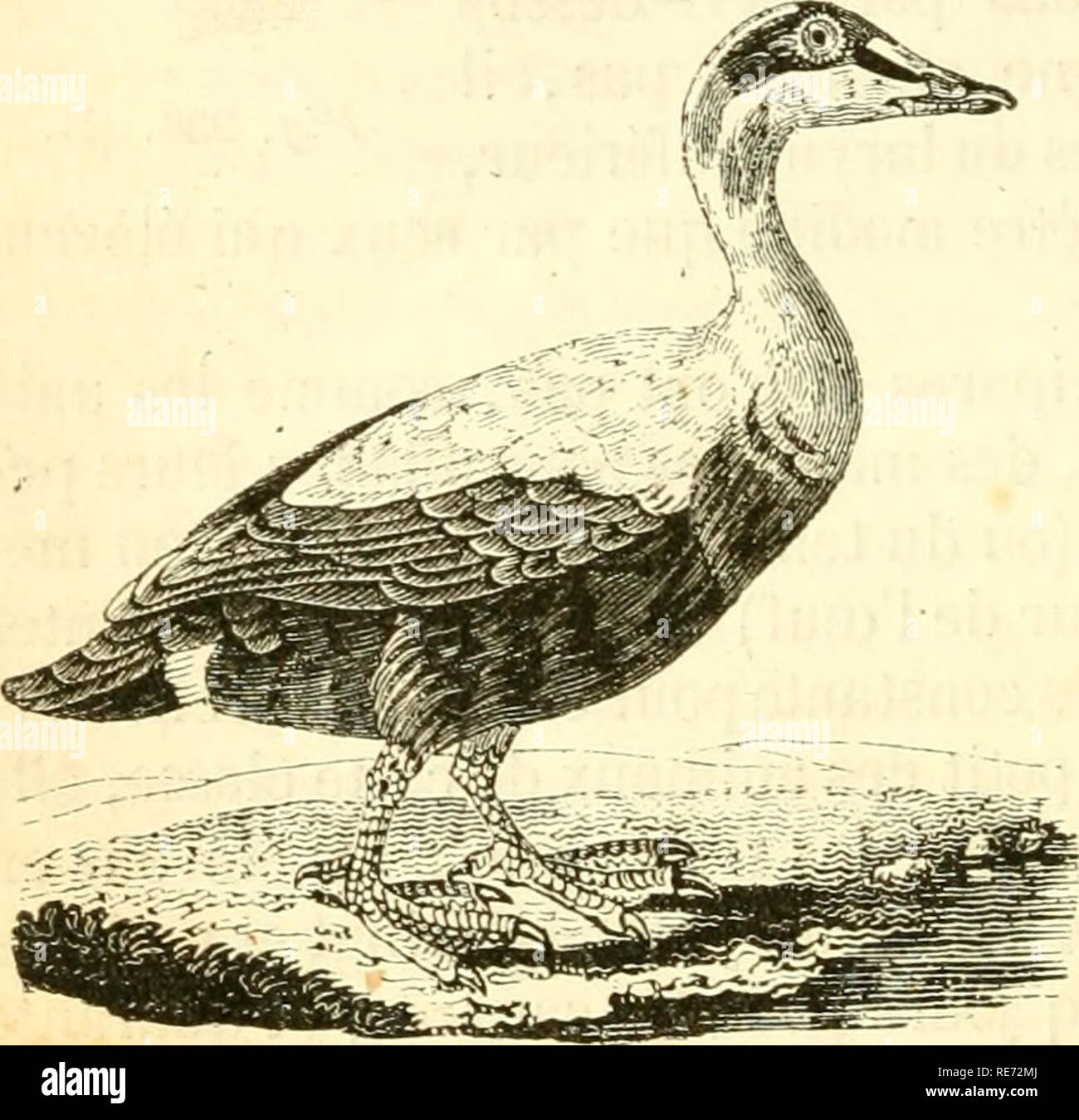 . Cours Ã©lÃ©mentaire d'histoire naturelle: a l'usage des collÃ©ges et des Maisons d'Education: rÃ©digÃ © conformÃ©ment au Programme de l'Università © du 14 Juin 1840. Zoologie. 384 Zoologie. ont Ã©tÃ© placÃ©s ne Leur ont jamais Permis d'en voir et de prendre des leÃ§ons de leurs Eltern; un-Instinkt bewundernswert les Guide et les Porte à prendre une foule de prÃ© warnt nicht ils ne connaissent pas d'avance Toute l'utilitÃ©. Les parois du Nid sind ordinairement bÃ¢ Bindungen avec de petites Stiele flexibles et quelquefois mastiquÃ©es avec de la terre Dekor layÃ©e dans la salive gluante de l'Animal; m Stockfoto