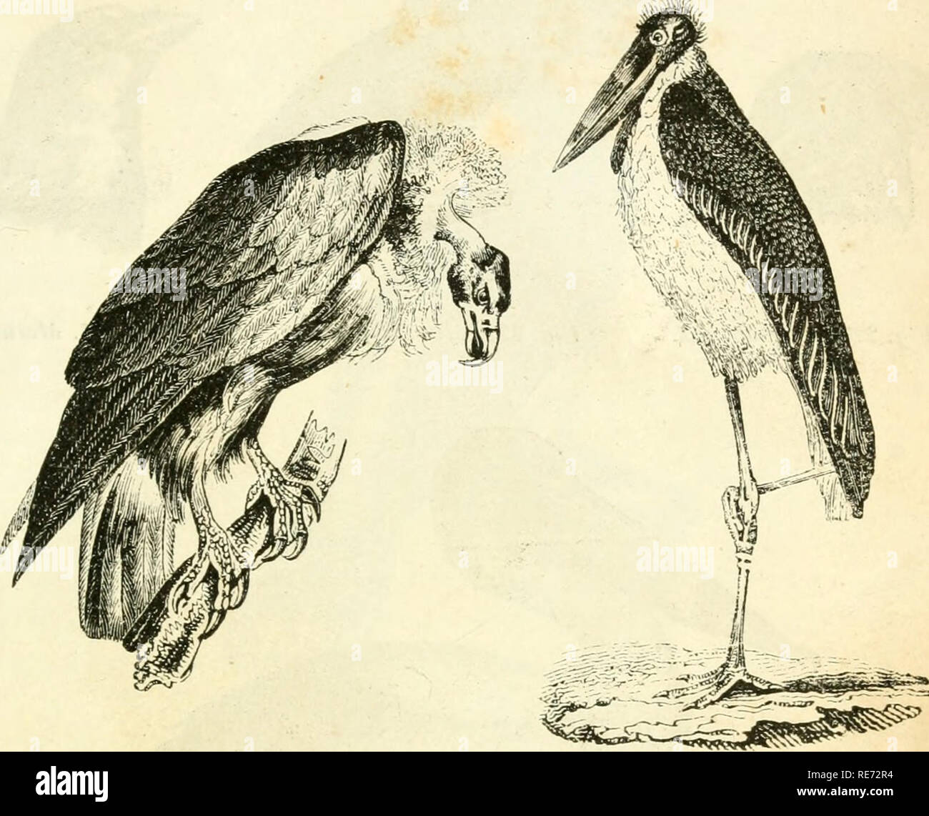. Cours Ã©lÃ©mentaire d'histoire naturelle: a l'usage des collÃ©ges et des Maisons d'Education: rÃ©digÃ © conformÃ©ment au Programme de l'Università © du 14 Juin 1840. Zoologie. OISEAUX. 373 Pince à longues Zweige; les Martins-pÃ¨cheurs [s. 226), les ci-gognes [s. 223), etc., nous en offrent des Beispiele. Les Oiseaux qui. Abb. 222. Vau' unsere Fauve. Fi g. 223. Cigogne À-Soc.. Bitte beachten Sie, dass diese Bilder aus gescannten Seite Bilder, die digital für die Lesbarkeit verbessert haben mögen - Färbung und Aussehen dieser Abbildungen können nicht genau mit dem Original ähneln extrahiert werden Stockfoto