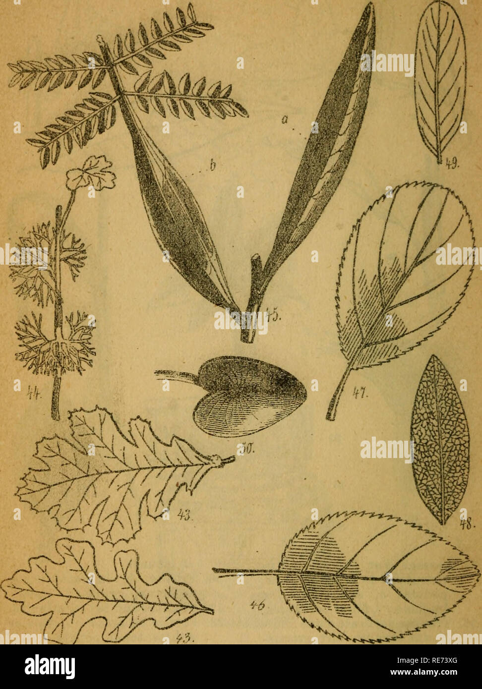 . Cours élémentaire de Botanique et Flore du Canada à l'usage des Maisons d]. Pflanzen, Pflanzen. PLANCHE VM. FEUILLES.. 43. Feuilles lobées. 44. Feuilies séquées dîi". 45. Feuilles dAcacia araucana: ô, pétiole élargi ou^ hylïode; a, Feuille réduite au pétiole élargi. • 46. Feuille ovale. 47. Feuille obovale. 48. Feuille elliptique. 49. Feuille oblongue. 60. Feuille cordiforme. Leégo&amp; C? Lith AîonîToaL. Bitte beachten Sie, dass diese Bilder extrahiert werden aus der gescannten Seite Bilder, die digital haben für die Lesbarkeit verbessert - Färbung und Aussehen dieser Abbildungen können n Stockfoto