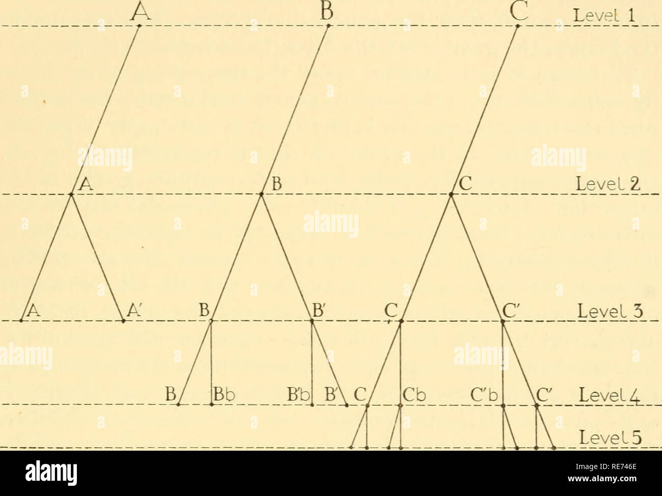 . Im Laufe der Evolution durch Differenzierung oder abweichende Mutation als durch Auswahl. Evolution; natürliche Selektion; Variation (Biologie). CH. XI] B. MORPHOLOGISCHE 111 gleich. Das Diagramm wird für das Wachstum der Familien unter Differenzierung, in denen Fortschritte soll nach unten aus der ursprünglichen Arten und Gattungen, die die Familie begann zu arbeiten dienen, A, B, oder C, beide Arten und Gattungen natürlich wird die gleiche Anlage. Als die Familie wächst, wird es neue Arten und Gattungen bilden, und alle auf dem durchschnittlichen überleben, so dass die jetzt bestehende Familie ist in jedem Fall von allen Dot vertreten Stockfoto