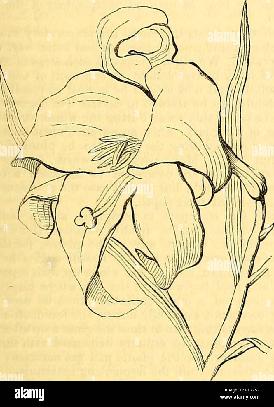 . Das Ferienhaus Gärtner. Gartenbau und Gartenpflege. November 21.1 DAS FERIENHAUS GÄRTNER. loy Schwierigkeiten, und kein Risiko, Umfallen, ich habe es geschafft zu erreichen." Da in der Caraccas und neue Grenada entdeckt wurde; die Exemplare, die sich in der In-spannungszustandes und verschiedene Kombinationen ihrer rosa Farben; so, dass die geben wir eine Zeichnung, die alle aber weiß die labelluni oder Lippe, das violett-rosa. Eine neue Sorte, die Gestromt Ruby-Upped Cattleya (C. lahiatK jiicta), hat seine Kelchblätter und Blütenblätter einer Lila rosa Farbton, und seine labeUum gestromt - mit dunkleren Hütte ähnliche Färbung. Die Stockfoto