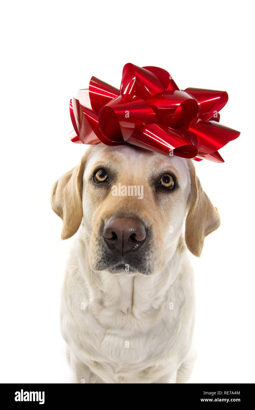 Hund vorhanden. LABRADOR MIT EINER GROSSEN roten Schleife auf den Kopf. Welpen oder PET-Geschenk für Weihnachten oder Geburtstag. Isolierte SHOT vor weißem Hintergrund. Stockfoto