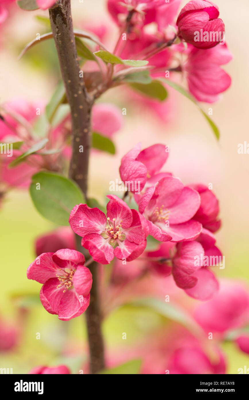 Malus 'Indische Magie', Blüte Crab Apple in der Blüte im Frühjahr Stockfoto
