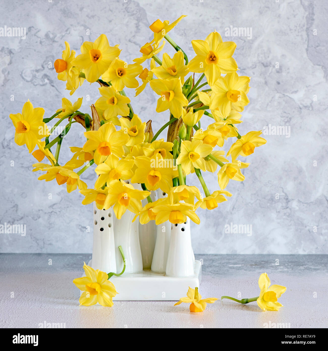 Schönen Frühling, gelbe Narzisse 'Tête-à-Tête' - Narzissen in weißem Porzellan Vasen angeordnet Stockfoto