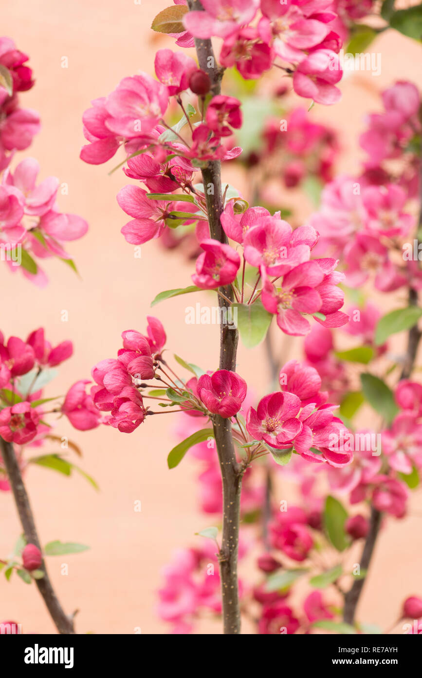Malus 'Indische Magie', Blüte Crab Apple in der Blüte im Frühjahr Stockfoto