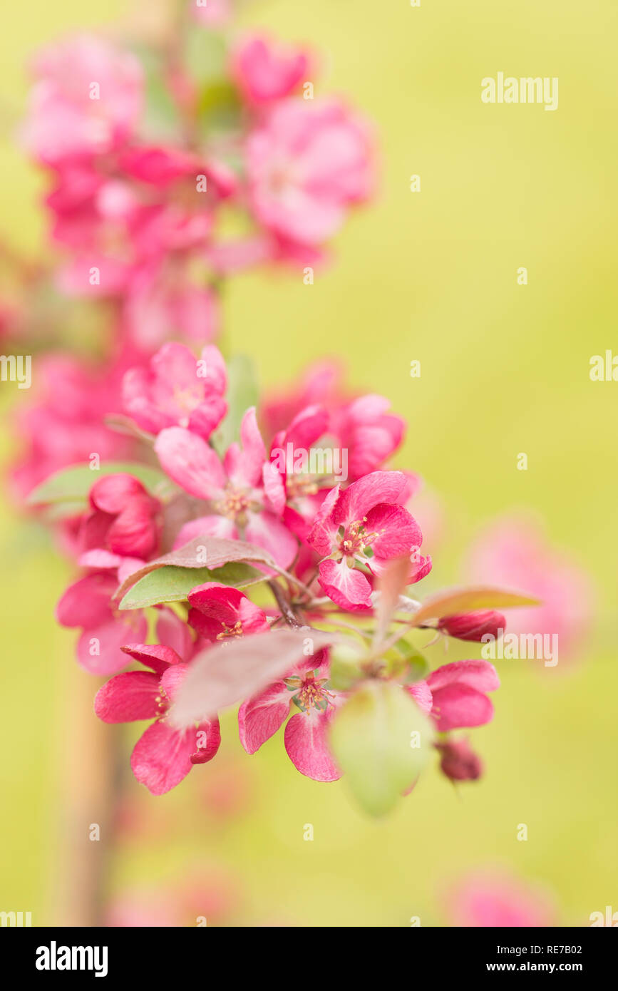 Malus 'Indische Magie', Blüte Crab Apple in der Blüte im Frühjahr Stockfoto