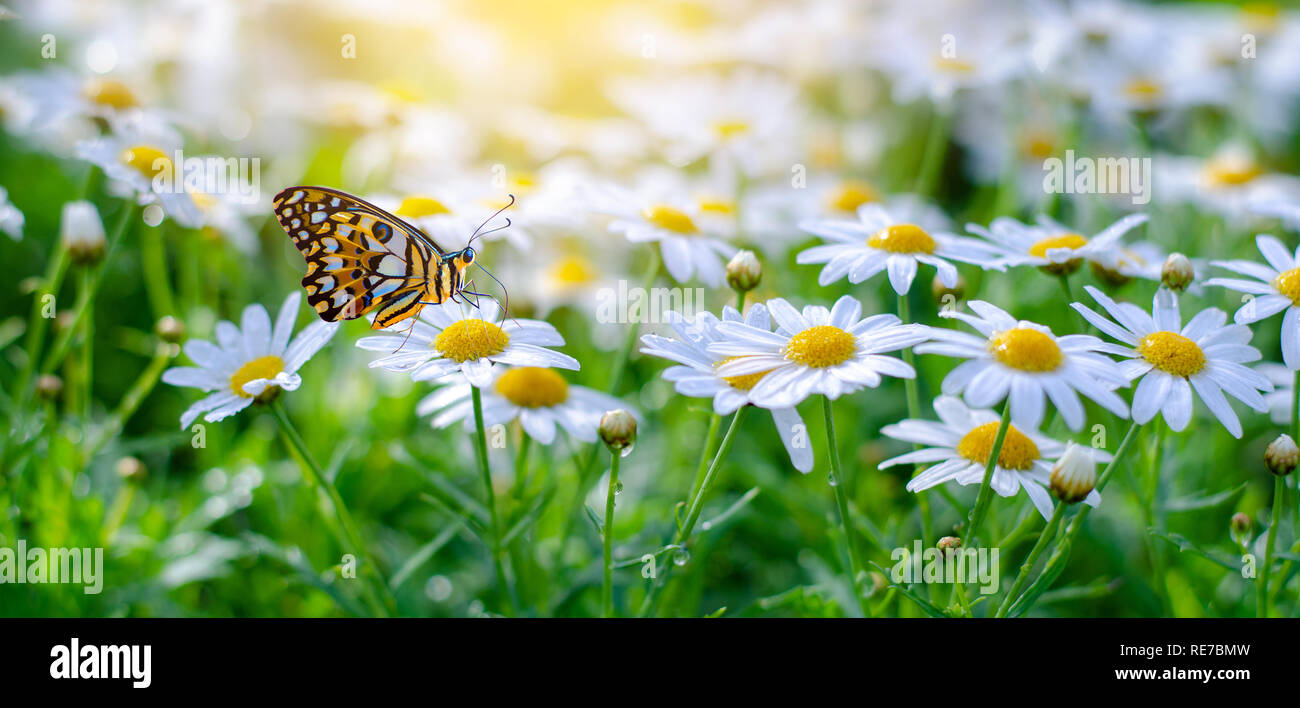 Die gelb orange Schmetterling befindet sich auf der weiß-rosa Blüten in das grüne Gras Felder Stockfoto
