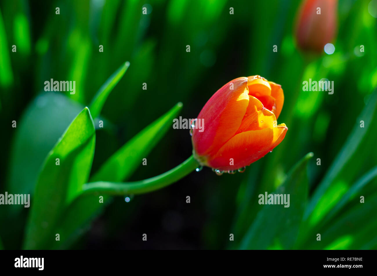 Die rote gelbe Tulpe Felder sind dicht blühenden Stockfoto