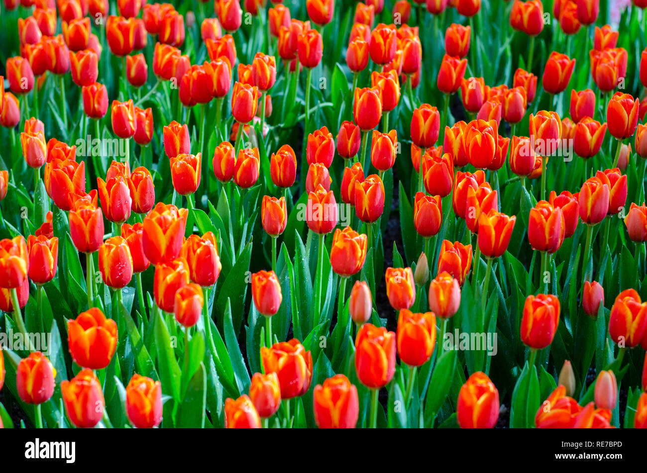 Die rote gelbe Tulpe Felder sind dicht blühenden Stockfoto