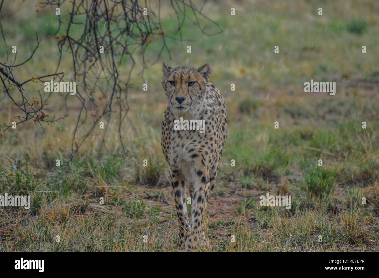Eine junge hübsche Cheetah portrait während einer Safari in einem Naturreservat in Südafrika Stockfoto