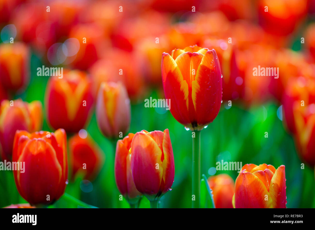 Die rote gelbe Tulpe Felder sind dicht blühenden Stockfoto