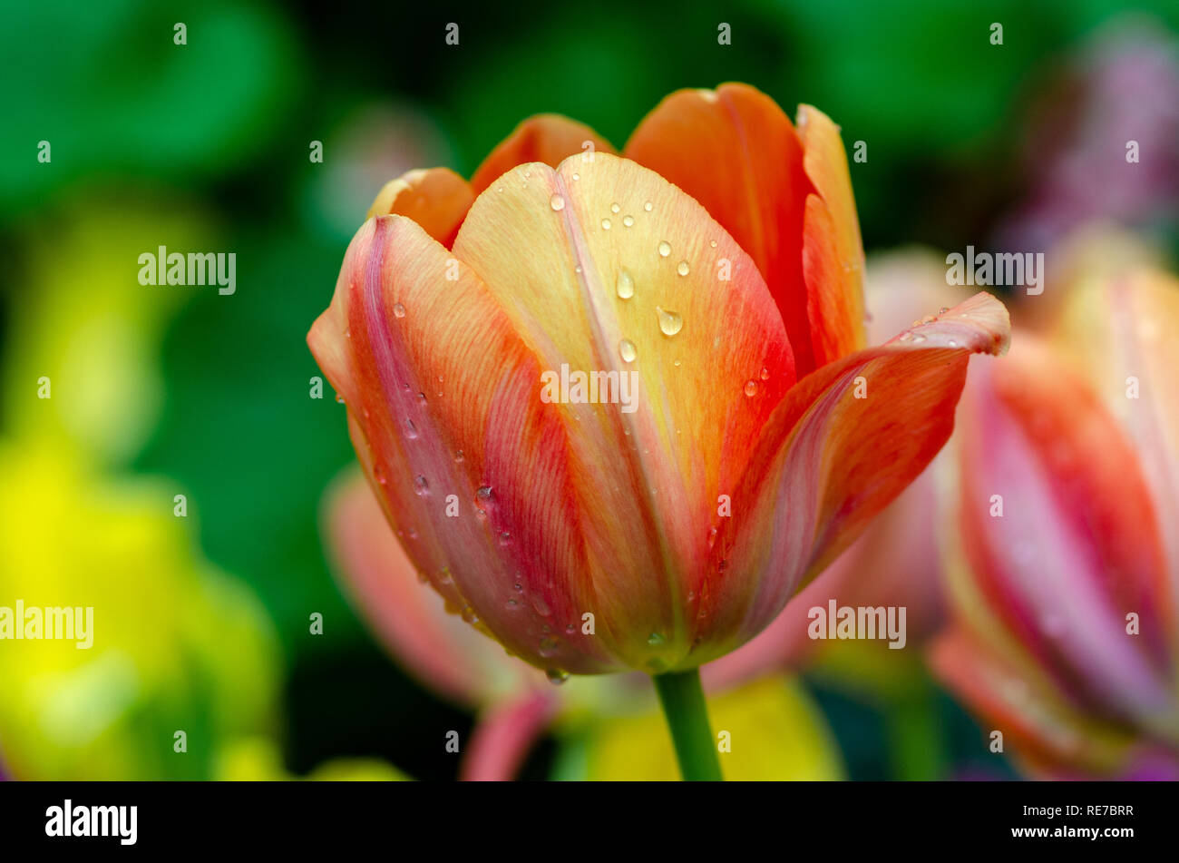 Die rote gelbe Tulpe Felder sind dicht blühenden Stockfoto