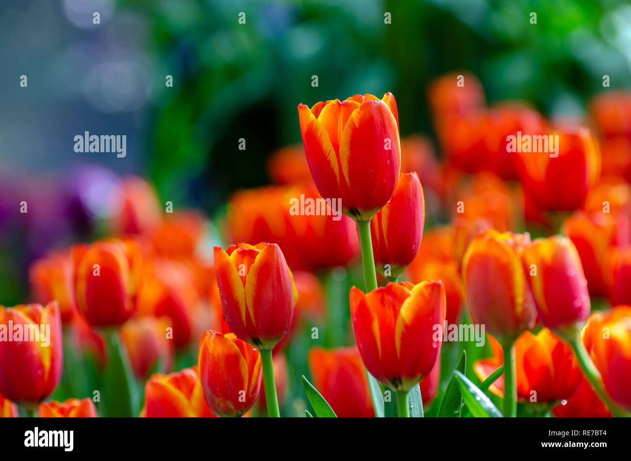 Die rote gelbe Tulpe Felder sind dicht blühenden Stockfoto