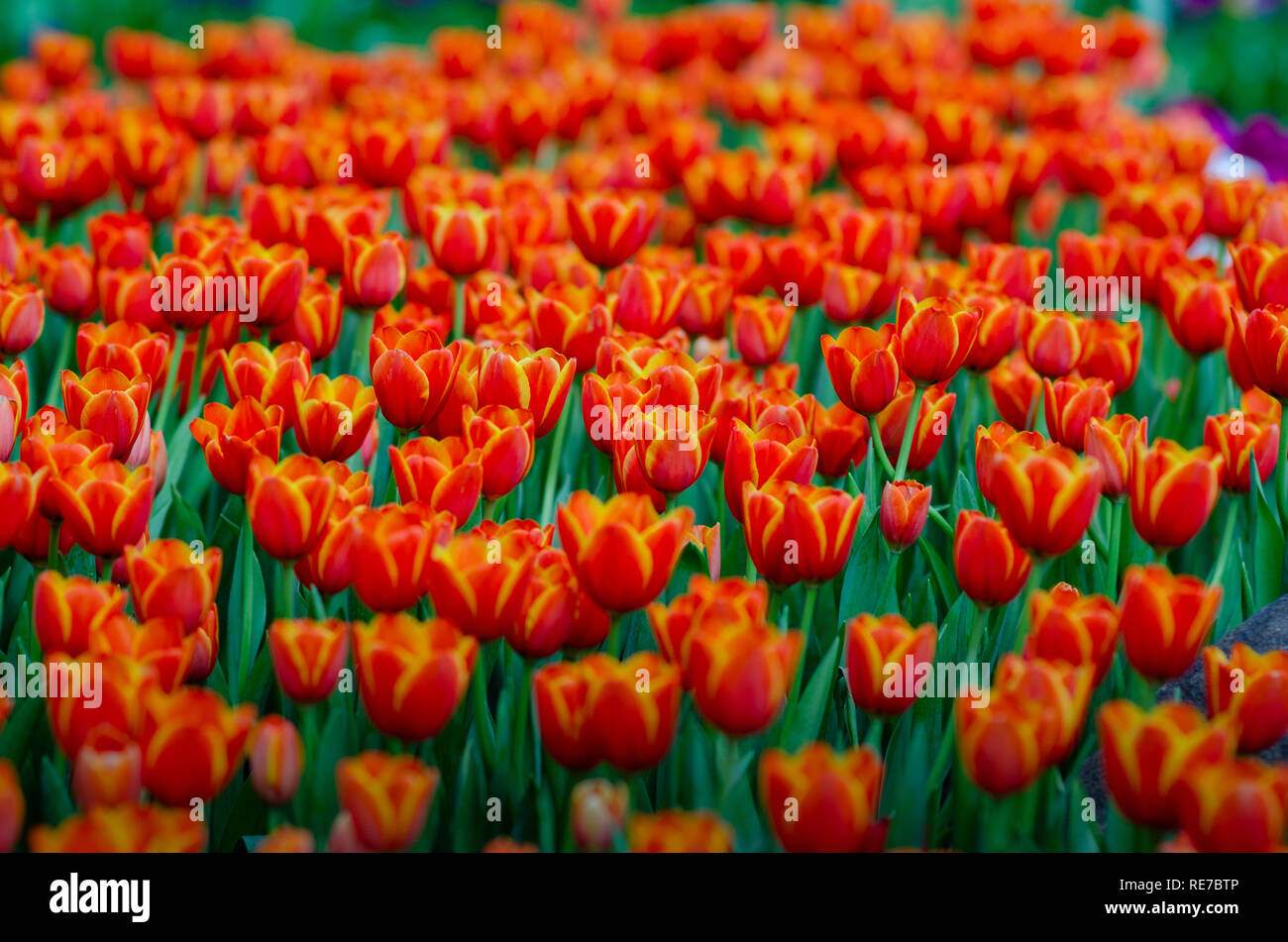 Die rote gelbe Tulpe Felder sind dicht blühenden Stockfoto