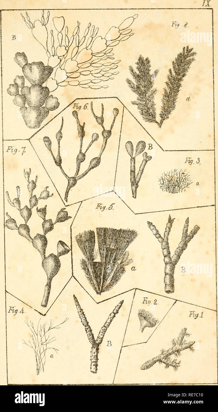 . Corallina, oder eine klassische Anordnung der flexible Coralline polypidoms. Korallen. JC. ir^^' ich. Juf ^. Ltlkog. PrinUdh., die JMsl. Ftai, Janici pygmcea. âFtcf. Z, J. ptiw. Ild. Â Ftg. ^. J. peduuft "ICH" -&gt; "F10 A. '^. (JL. VerriLcos âFiy.^, J, 7m-i' rarlKrcdiQ-Abb. 6 JRuhen, s. arES. Var. a Abb./'. J. RuhensYarF.S. Var hâFiq.S. Coralhna Cuvierv. Â. Bitte beachten Sie, dass diese Bilder sind von der gescannten Seite Bilder, die digital für die Lesbarkeit verbessert haben mögen - Färbung und Aussehen dieser Abbildungen können nicht perfekt dem Original ähneln. extrahiert. Lamouroux, M. (Jean Vincent FÃ©lix), 1779-1 Stockfoto