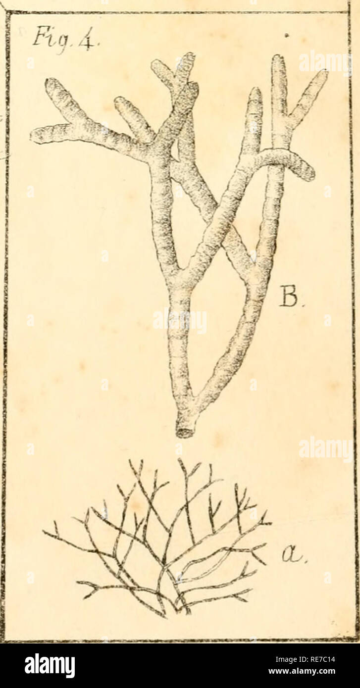 . Corallina, oder eine klassische Anordnung der flexible Coralline polypidoms. Korallen. TrinUd'. durch. JWesl. Ich J.C West, JtinA L itheof. Ft^L AcetiihuldTid crenul (ila-Fn 2, Tolyphy: Sa-asperfUosd,. Bitte beachten Sie, dass diese Bilder sind von der gescannten Seite Bilder, die digital für die Lesbarkeit verbessert haben mögen - Färbung und Aussehen dieser Abbildungen können nicht perfekt dem Original ähneln. extrahiert. Lamouroux, M. (Jean Vincent Félix), 1779-1825. London, Sherwood und Co.; [etc. Usw.] Stockfoto