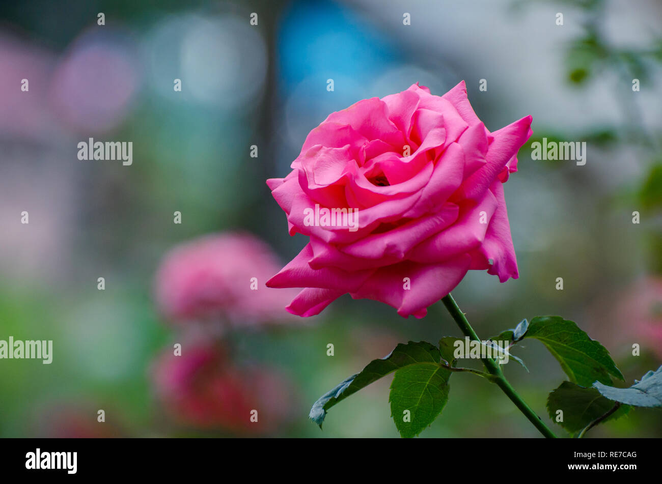 Redroses licht Bokeh Hintergrund Valentines Tag Stockfoto