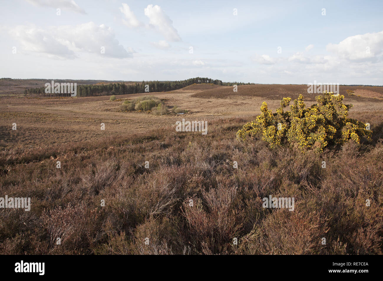 Anzeigen von Hampton Ridge zu Pitts Holz Inclosure New Forest National Park Hampshire England Großbritannien Stockfoto