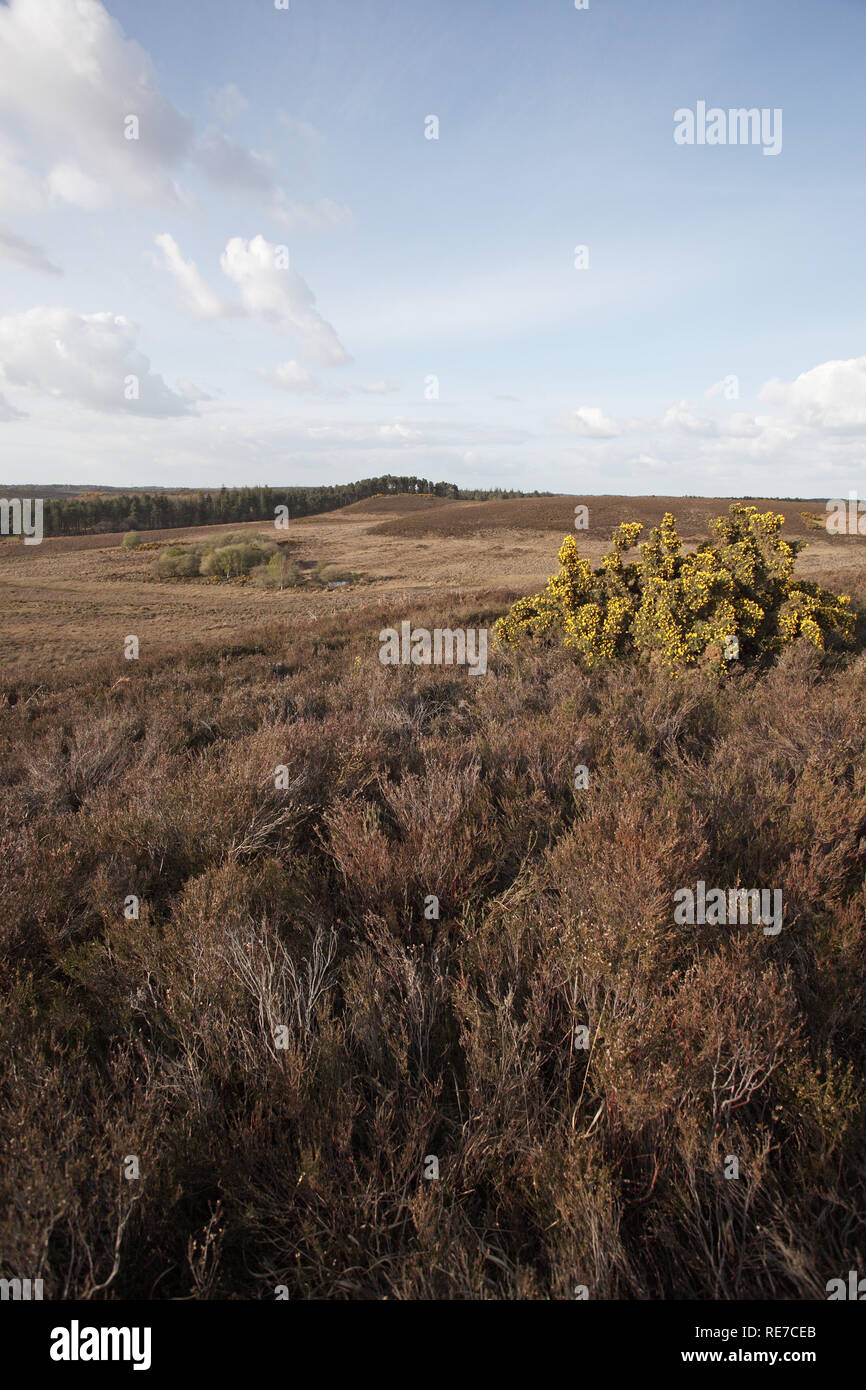 Anzeigen von Hampton Ridge zu Pitts Holz Inclosure New Forest National Park Hampshire England Großbritannien Stockfoto