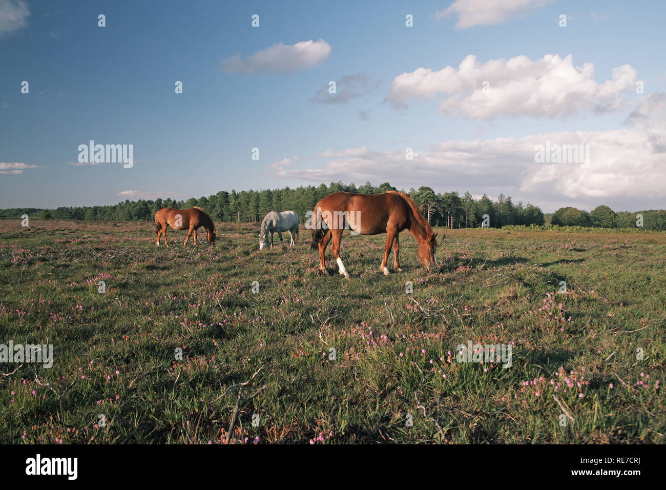 Ponys auf Ocknell Ebene mit Slufters Inclosure über New Forest National Park Hampshire England Großbritannien Stockfoto