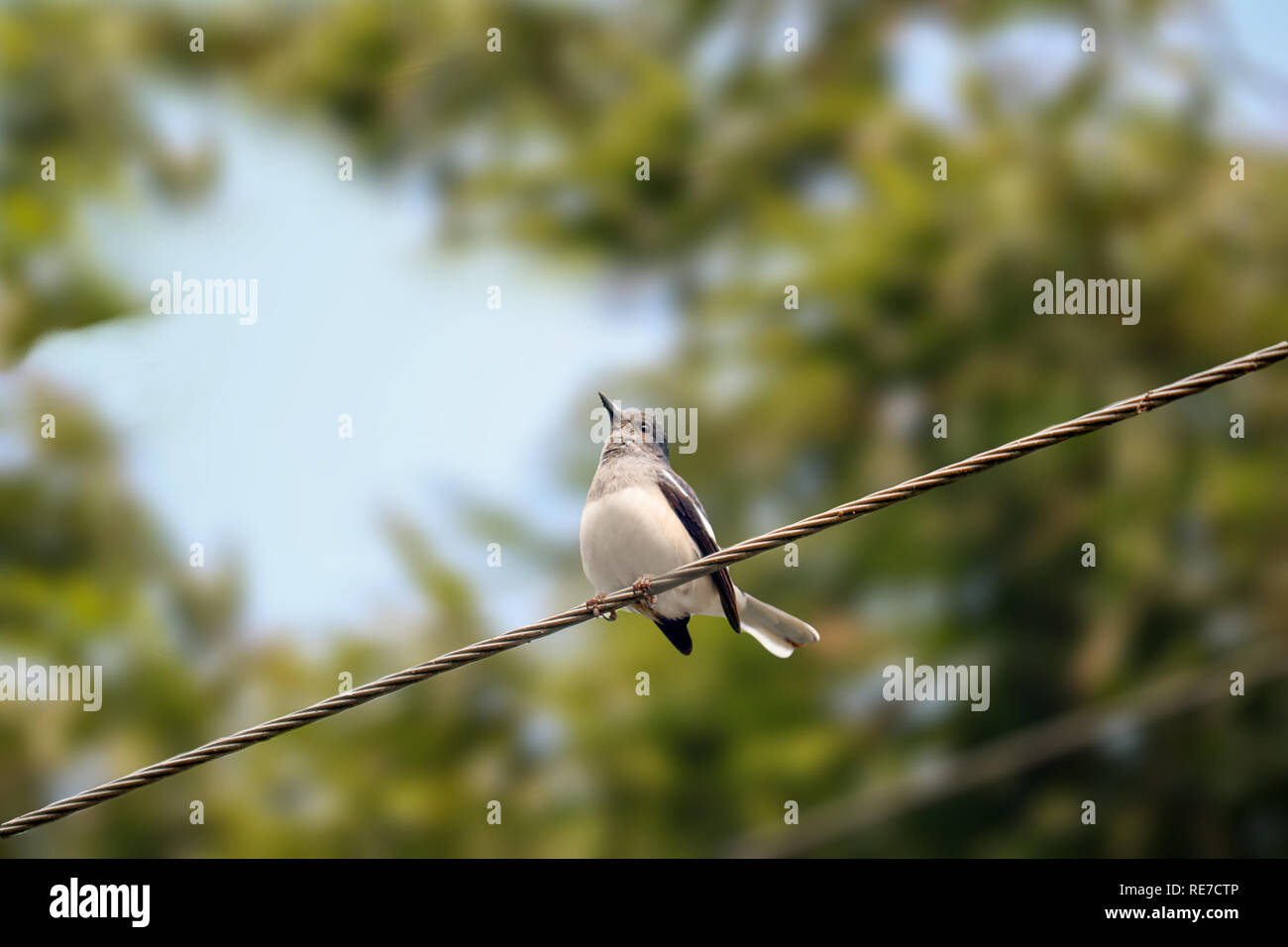 Die Oberseite sind meist schwarz mit einem weißen Fleck in der äußeren Flügel und zwei weißen Streifen. Stockfoto