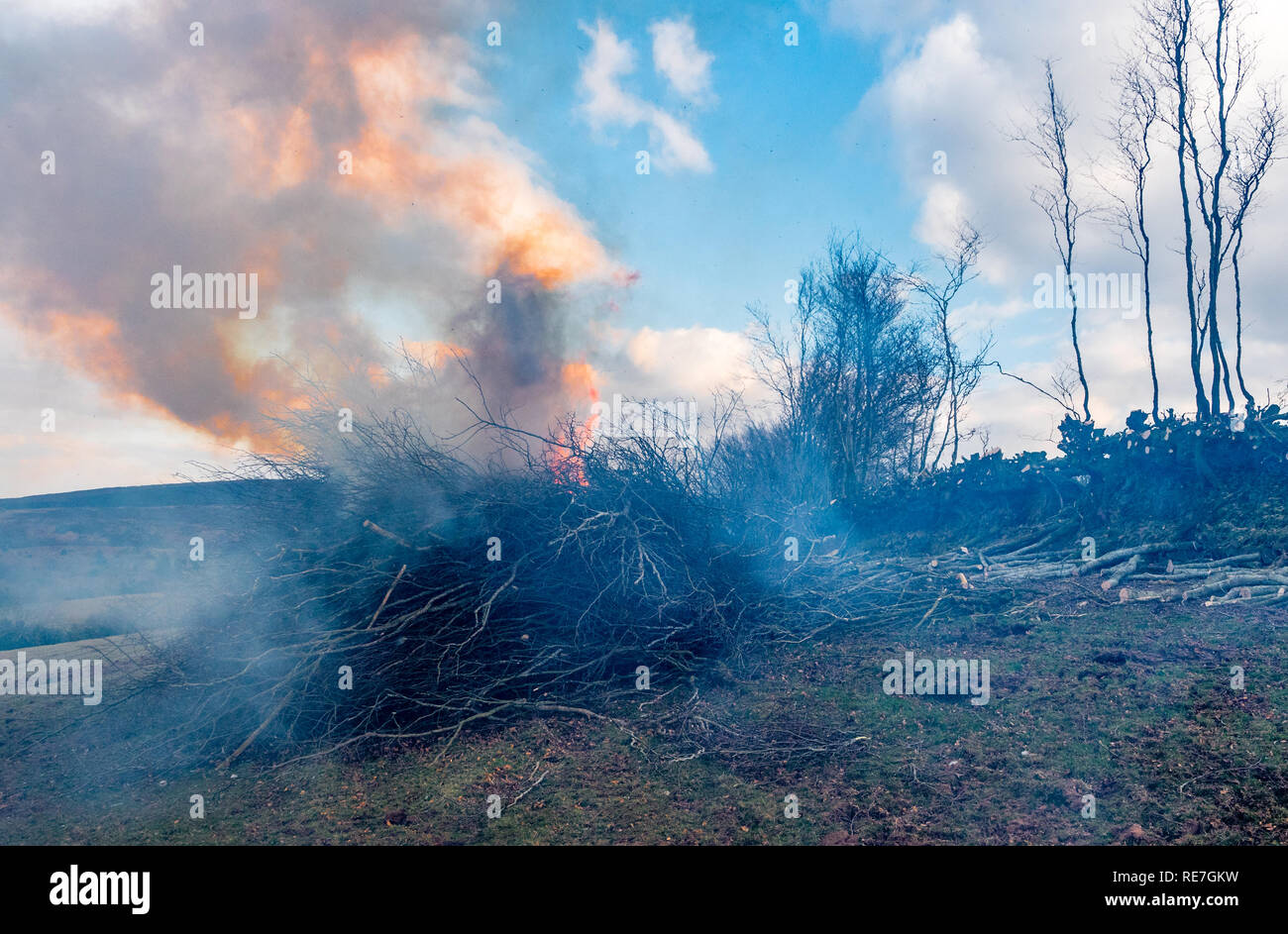 Hedge coppicing und Brennen auf dem Bauernhof auf Exmoor National Park Somerset UK Stockfoto