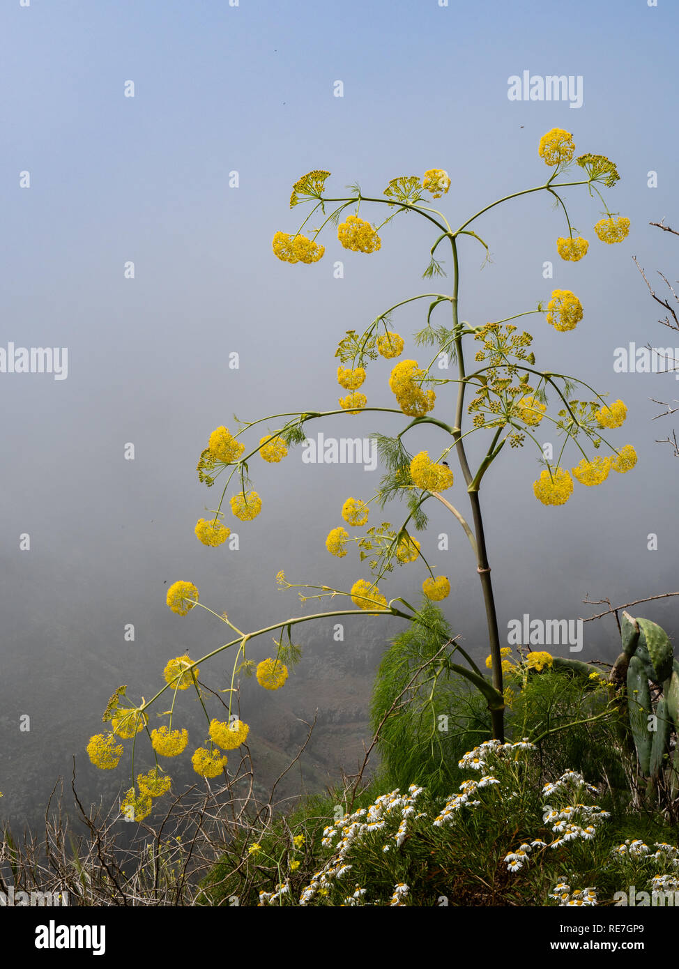 Ferula linkii ist ein umbellifer mit gelben Blüten und federartigen Laub, hier auf 1000 m in den Highlands von La Gomera Kanarische Inseln wachsenden Stockfoto