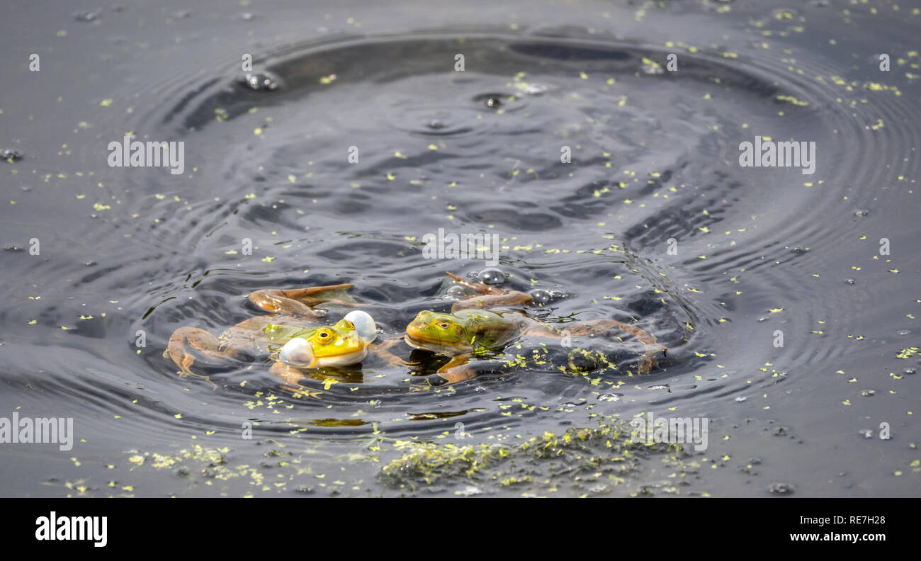 Marsh Frösche Rana ridibunda Quaken wth aufgeblasen Wange Beuteln bei der Laichzeit im somersetshire Kohle Kanal im Zentrum von Somerset UK Stockfoto