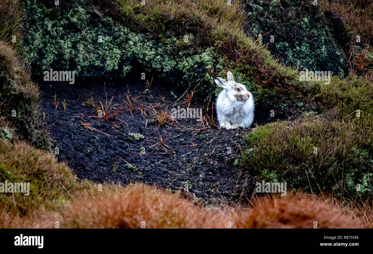 Schneehase Lepus timidus in auffälligen weißen Winter Fell ohne Schneedecke gebückt in einem Torf grough im Dunklen Derbyshire Peak UK Stockfoto