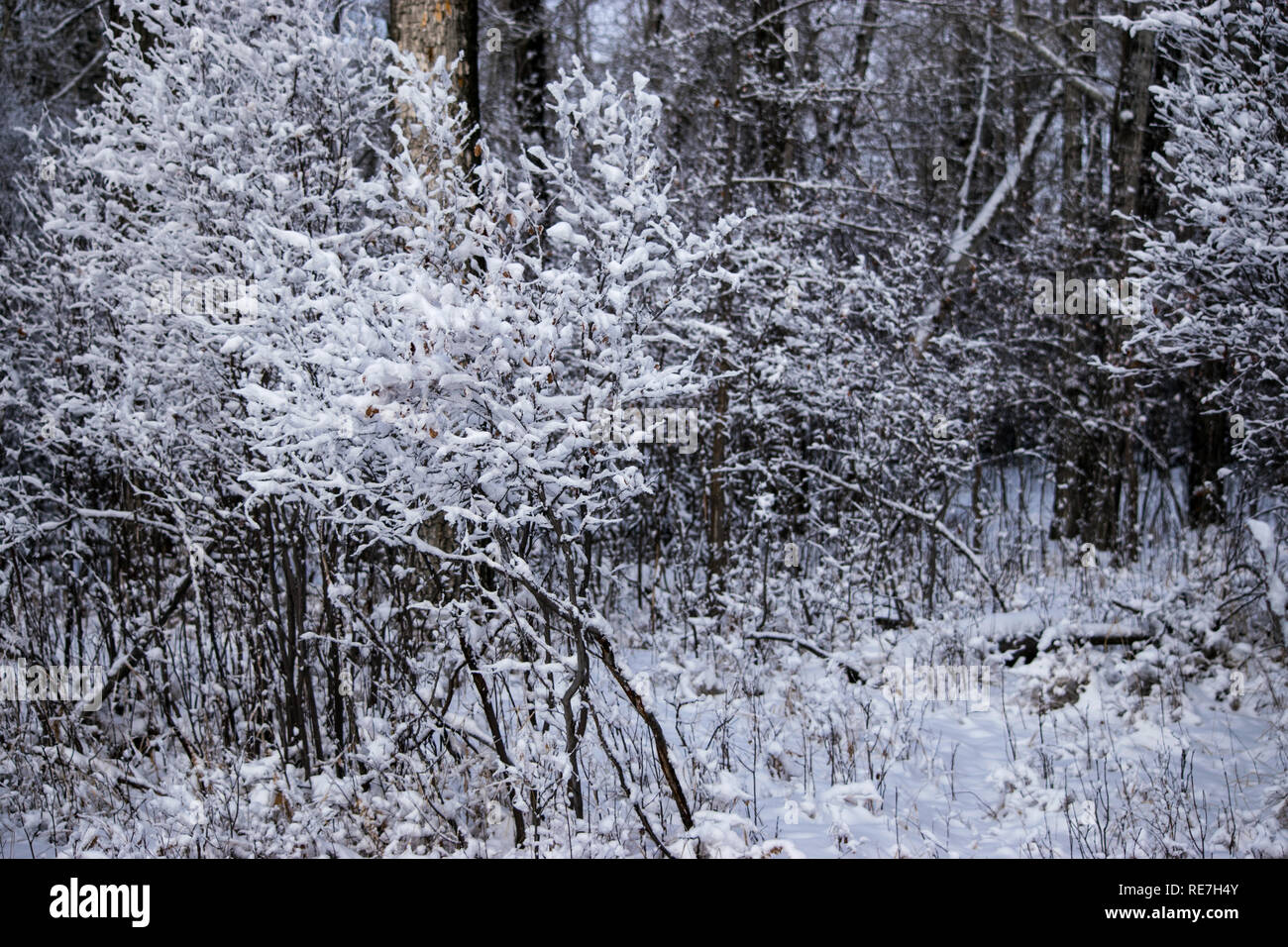 Extrem kalte Winter Morgen wandern durch Carburn Park in Calgary mit frischem Schnee- und Eiskristalle auf der Bäume und Sträucher. Es war magisch. Stockfoto