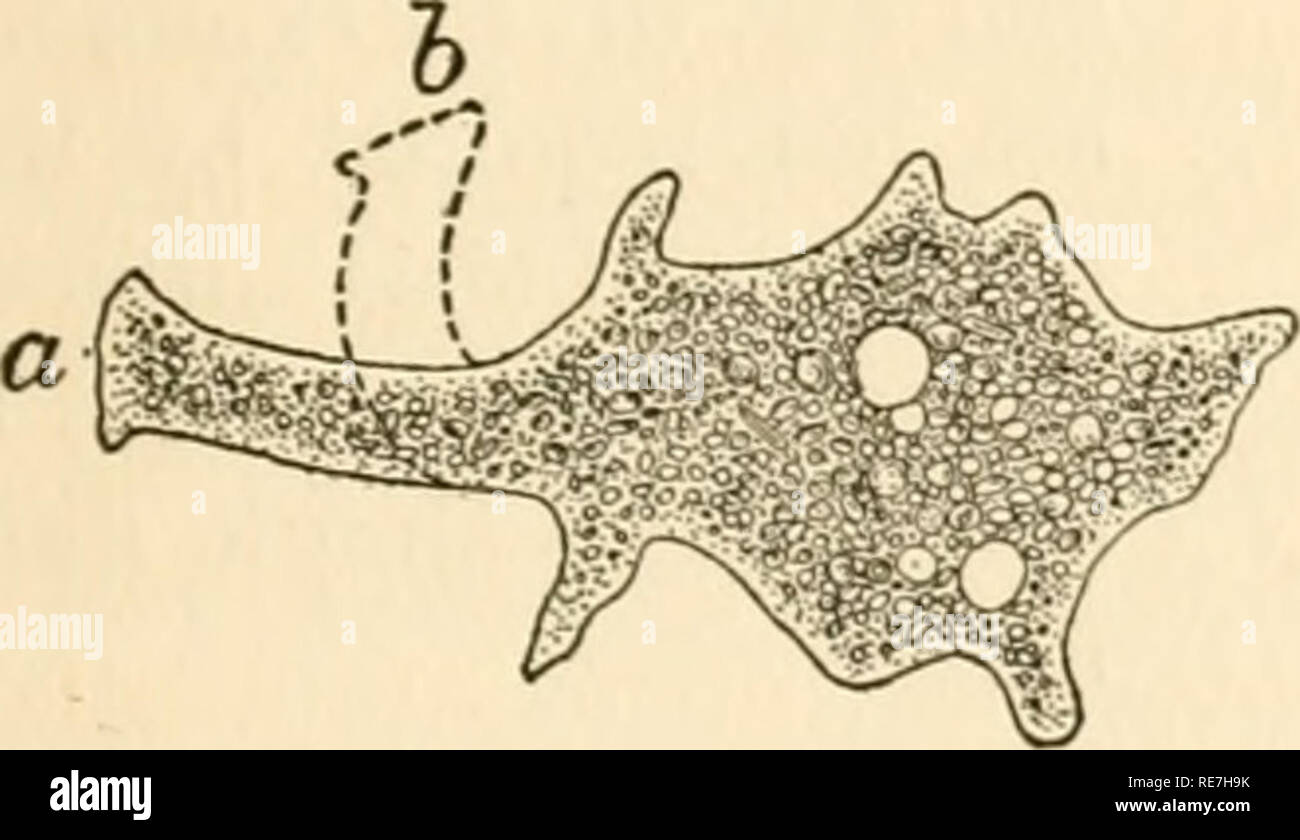 . Beiträge für die Studie über das Verhalten von Organismen. Physiologie, Vergleichende; Infusoria; Amöbe; Reizbarkeit. Die Bewegungen und die Reaktionen von AMCEBA. 175 ELASTIZITÄT DER FORM IN AMCEBA, für ein echtes Verständnis der Phänomene von sliown amoeboid Protoplasma ist es wichtig, zu realisieren, dass es, neben einigen der wichtigsten Eigenschaften von Flüssigkeiten, die eine Reihe von Eigenschaften, die in der Regel als Merkmal von Feststoffen. Dies kam deutlich in einigen meiner Experimente. Sie zeigen, dass die Amöbe hat Elastizität der Form in erheblichem Maß. Diese Experimente bestand in ändern Stockfoto