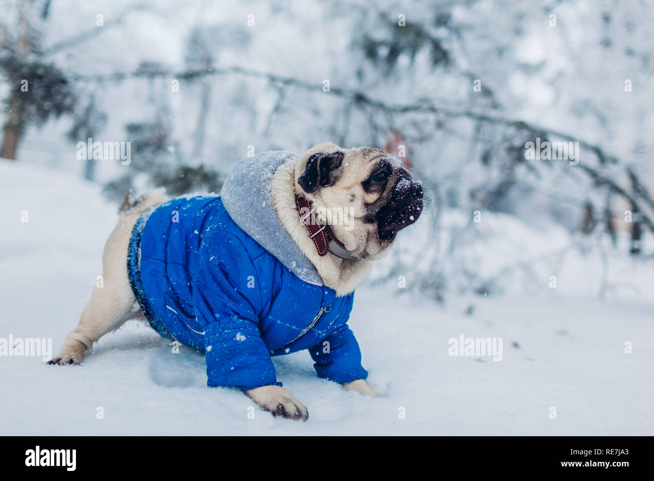 Mops hund Laufen auf Schnee im Park. Happy puppy Winter Mantel tragen.  Kleidung für Tiere Stockfotografie - Alamy