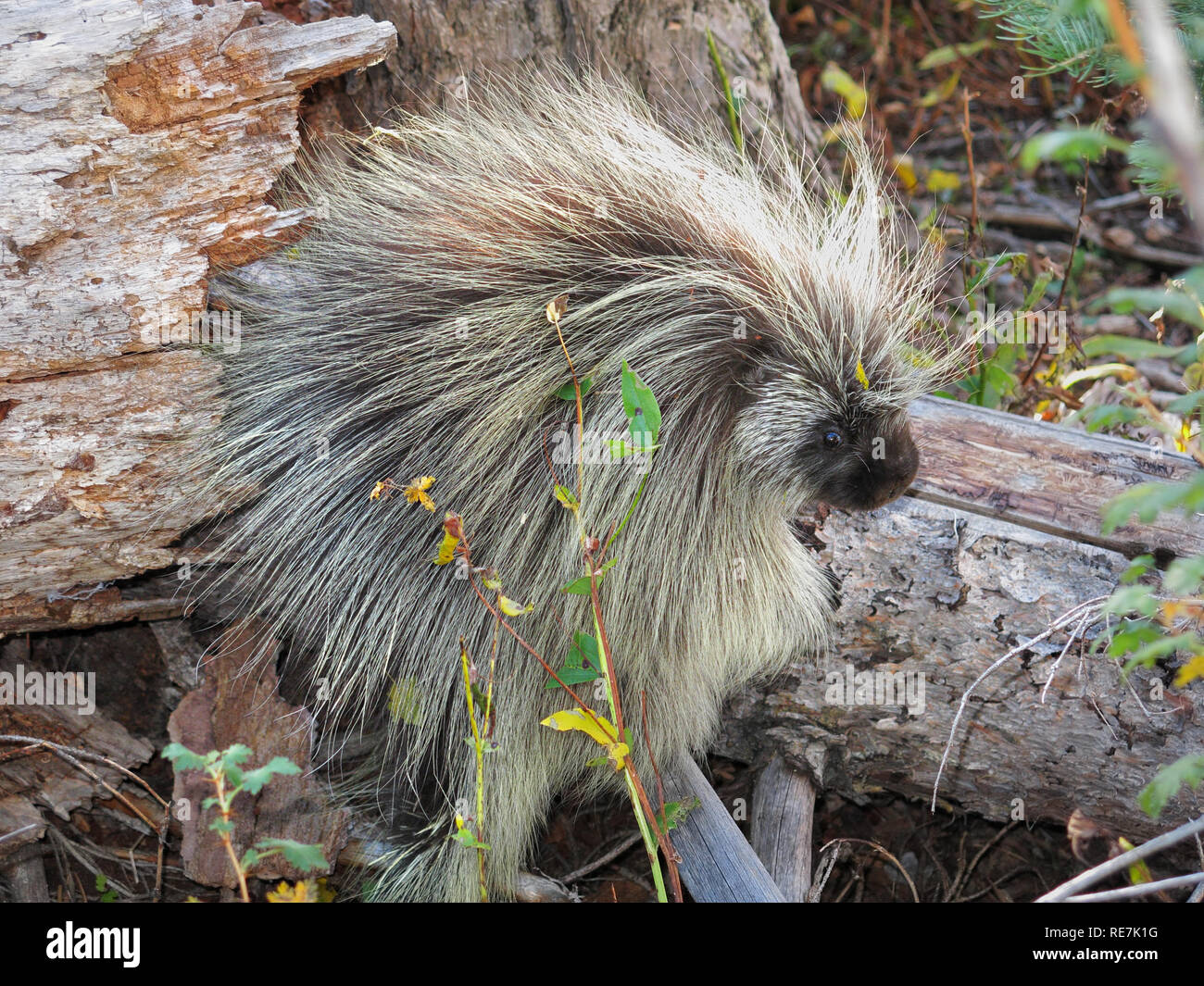 Furry Stachelschwein auf Log in den Wald Stockfoto