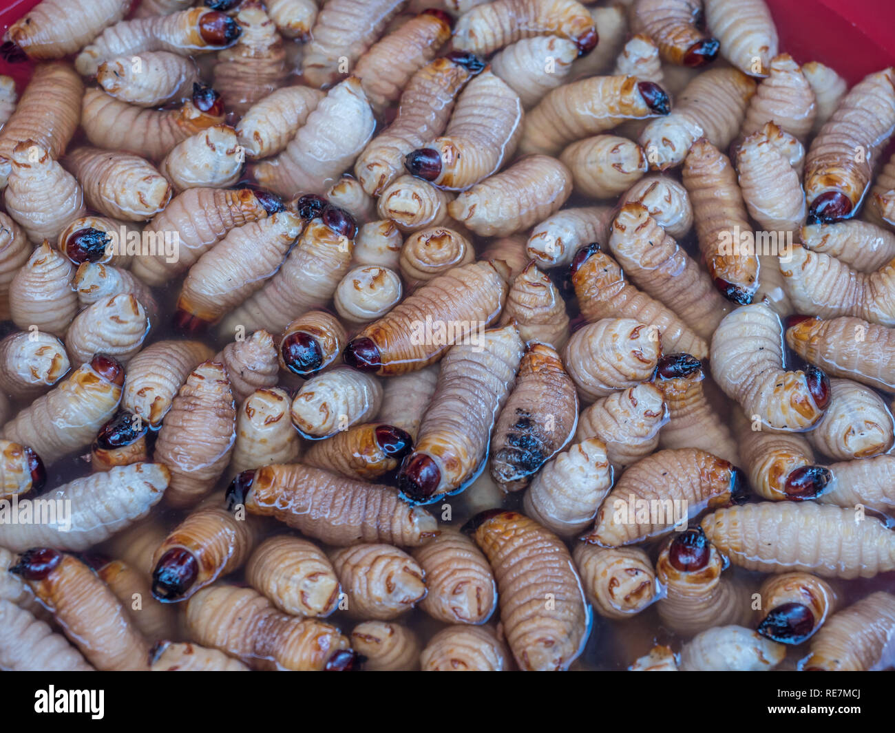 Suri Worms (Rhynchophorus palmarum) auf einem Markt in Iquitos, Peru Stockfoto