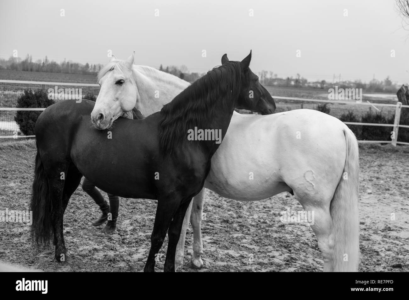 Zwei Pferde, eine weiße und eine schwarze, Spielen, Essen und Spaß zusammen haben. Pferde in verschiedenen Farben in der Natur. Stockfoto