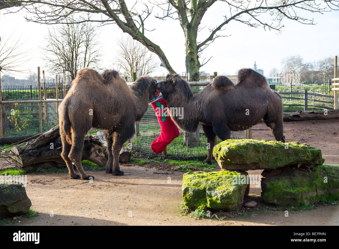 Countdown bis Weihnachten, Wächter erstellt einen riesigen Adventskalender für die Truppe im Zoo von vom Aussterben bedrohten Westlichen Flachlandgorillas, die Türen mit einem festlichen der Nation veg-Rosenkohl gefüllt. Anderswo, asiatische Löwinnen Heidi, Indi und Rubi haben ihre ganz eigene "Christmas Pudding" - eine riesige Kugel mit dem Duft der klassischen yuletide Gewürze - Zimt und Muskatnuss - Begabte durch's Land der Zoo der Löwen Sponsoren, Liontrust. Baktrischen Kamele Noemie und Dschingis erhalten auch in Auf der Weihnachtsfeier, mit Frühstück serviert in einem Super - sortiertes Lager - eine festliche Note für die nativit Stockfoto