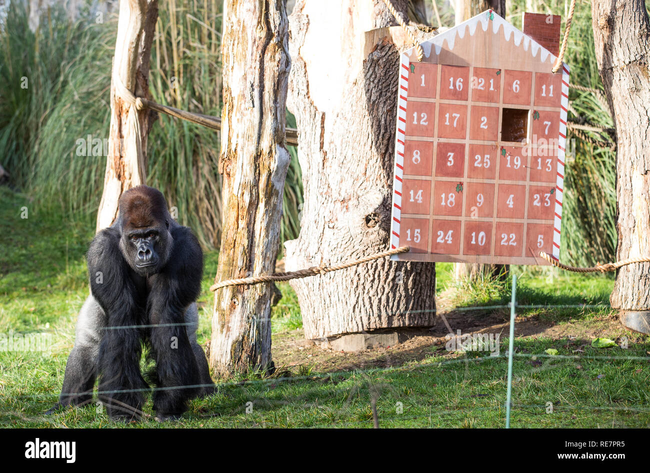 Countdown bis Weihnachten, Wächter erstellt einen riesigen Adventskalender für die Truppe im Zoo von vom Aussterben bedrohten Westlichen Flachlandgorillas, die Türen mit einem festlichen der Nation veg-Rosenkohl gefüllt. Anderswo, asiatische Löwinnen Heidi, Indi und Rubi haben ihre ganz eigene "Christmas Pudding" - eine riesige Kugel mit dem Duft der klassischen yuletide Gewürze - Zimt und Muskatnuss - Begabte durch's Land der Zoo der Löwen Sponsoren, Liontrust. Baktrischen Kamele Noemie und Dschingis erhalten auch in Auf der Weihnachtsfeier, mit Frühstück serviert in einem Super - sortiertes Lager - eine festliche Note für die nativit Stockfoto