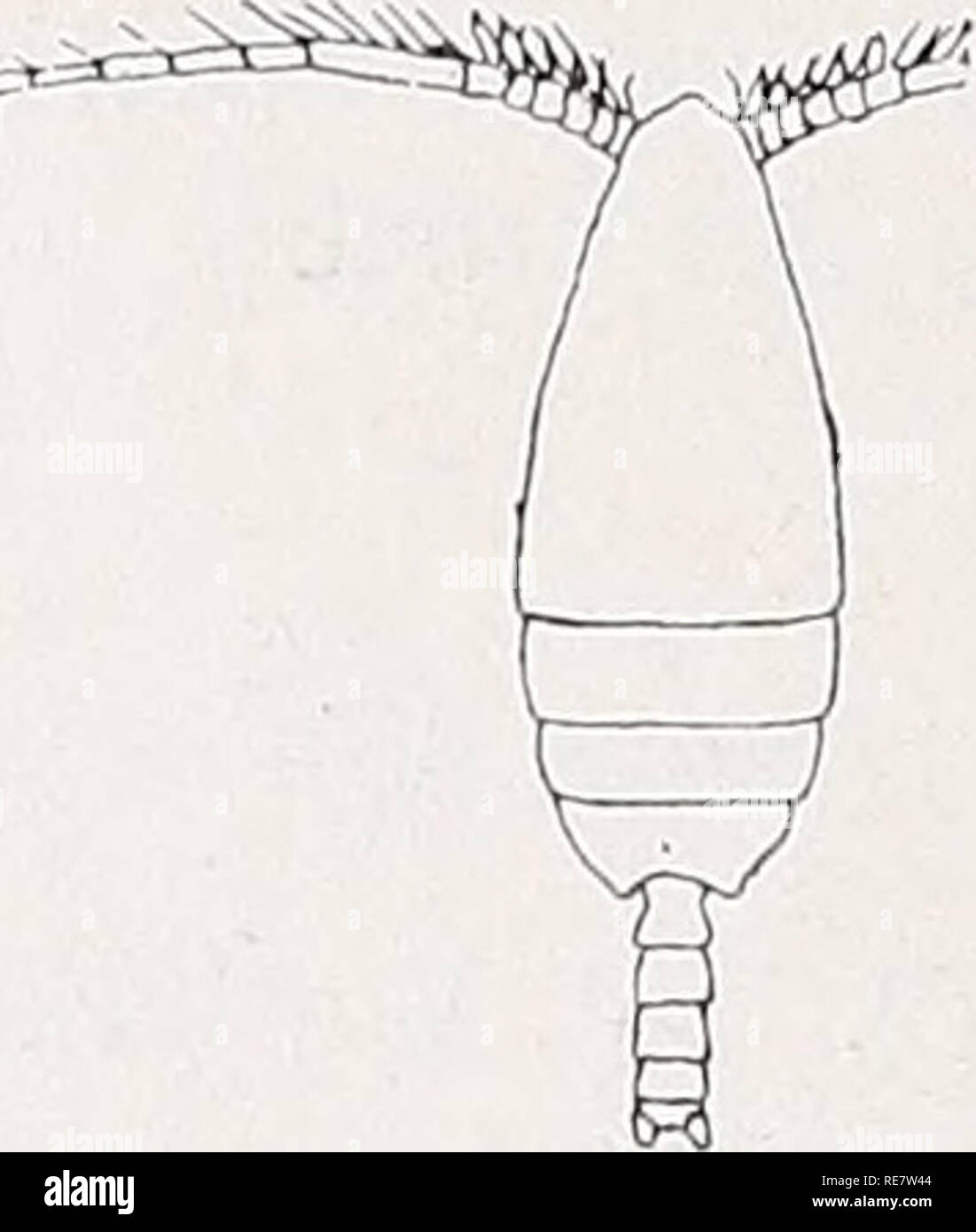 . Copepoden. Copepoda. VIII 222 v. Breemen. Phaenna zetlandica T. Scott (Seite 56). 1902, S. z., T. Scott, s. 453 t. 22 w. 5 - 7. .-F &Amp; v**. Abb. 236. Phaenna zetlandica. cf-Dorsalen, b5. B. cT, c Ende des rechten 5. B.&lt; j / T. Scott. T.Scott fand bei den Shetlandsinseln das Männchen einer Copepoden - Kunst, welch' letztere er provisorisch zum Gattung Phaenna stellte. Wahr-scheinlich handelt es sich um das tf irgend einer Xanthocalanus-Spezies. Man vergl. sterben Figuren. Cornucalanus Wolfenden (Seite 65). Statt der Diagnose von Onchocalanus und der Beschreibung von 0. chelifer zu lesen: Mais Stockfoto